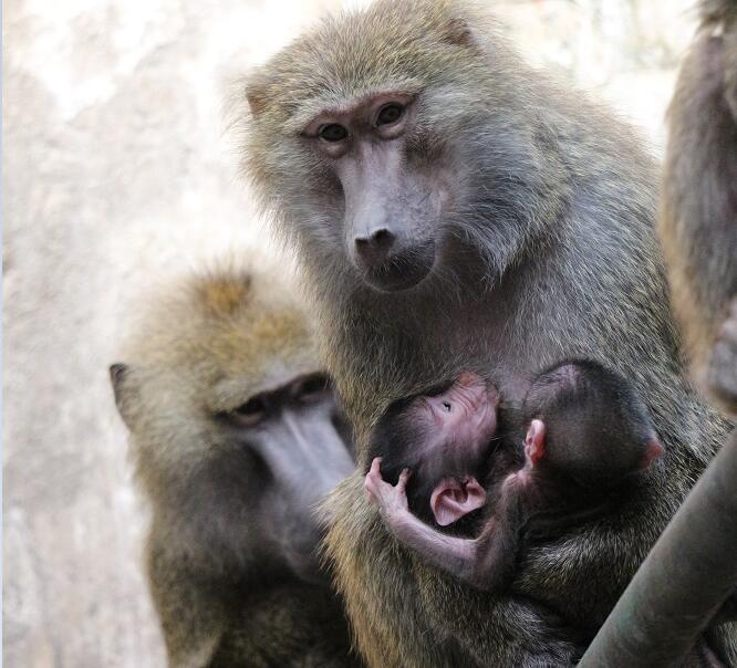 同父异母两只绿狒狒同天出生,两个妈妈