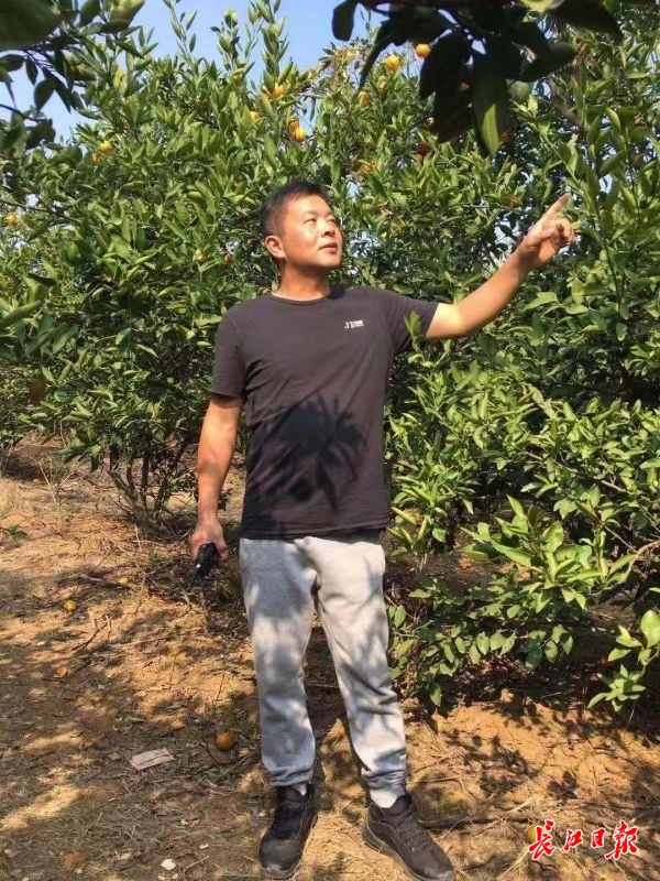 近不惑之年转行投身农业，武汉这位新农人10年坚守蔬菜生态种植