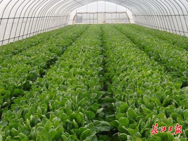 近不惑之年转行投身农业，武汉这位新农人10年坚守蔬菜生态种植